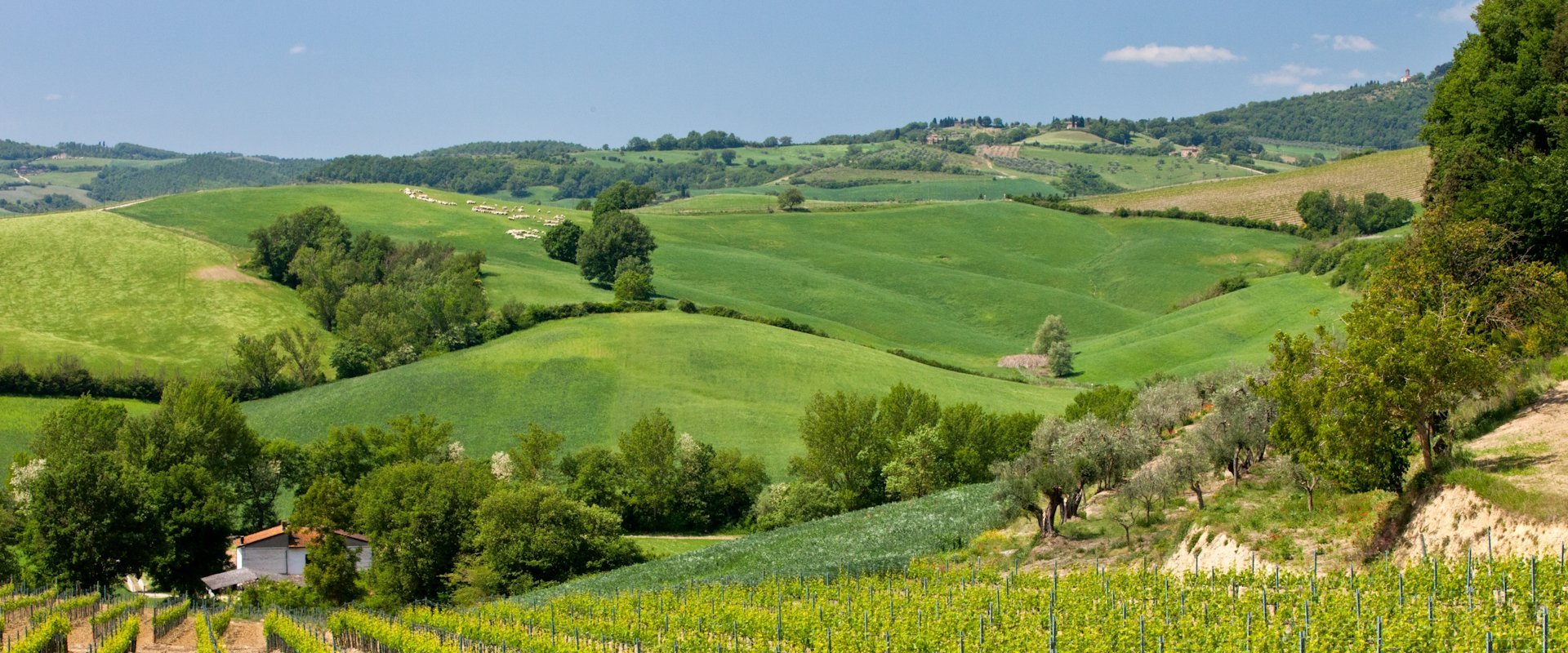 toscane-landschap-glooiende-heuvels-wijngaarden.jpg