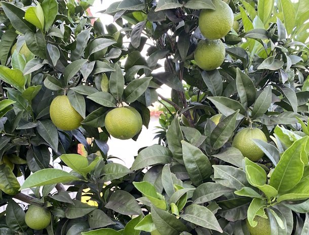 agriturismo-i-tesori-del-sud-vieste-fruit.jpg