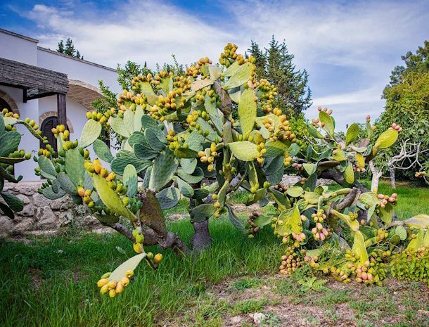 agriturismo-torre-casciani-torre-san-giovanni-salento-cactus-fichi.jpg